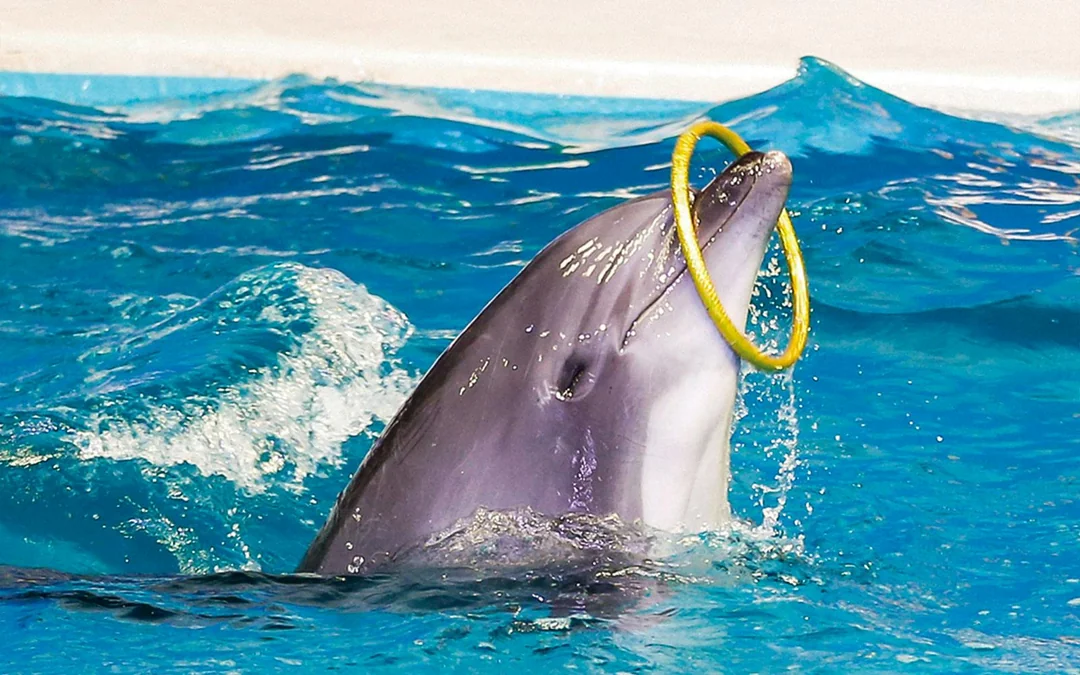Dubai Dolphinarium: Dolphin & Seal Show Tickets Image 9
