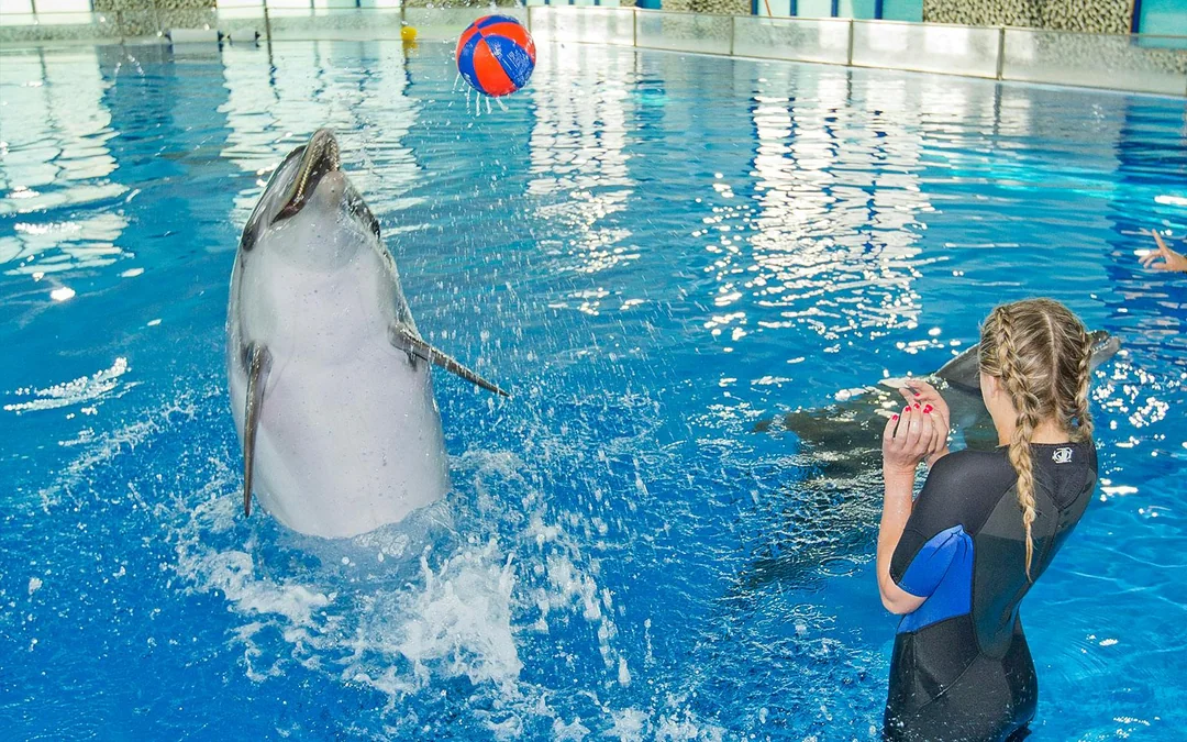 Dubai Dolphinarium: Dolphin & Seal Show VIP Tickets + Dolphin Encounter Image 4