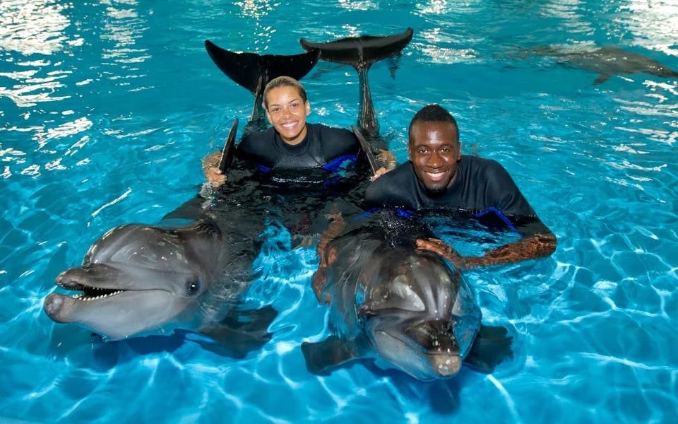 Dubai Dolphinarium: Dolphin & Seal Show VIP Tickets + Dolphin Encounter Image 7