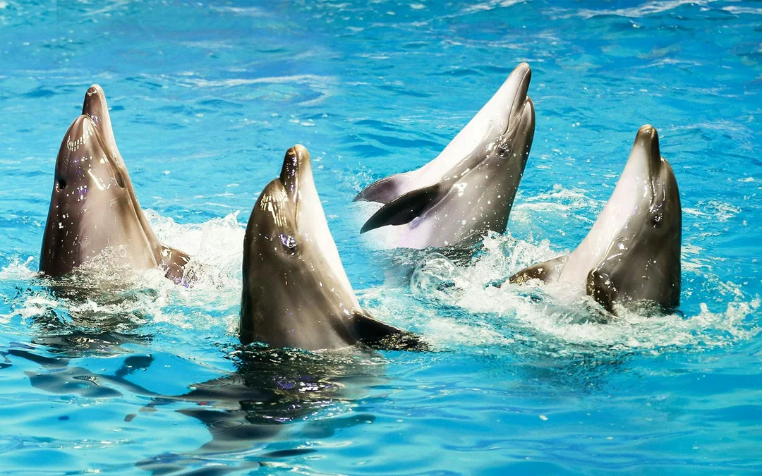 Dubai Dolphinarium: Dolphin & Seal Show VIP Tickets + Dolphin Encounter Image 10