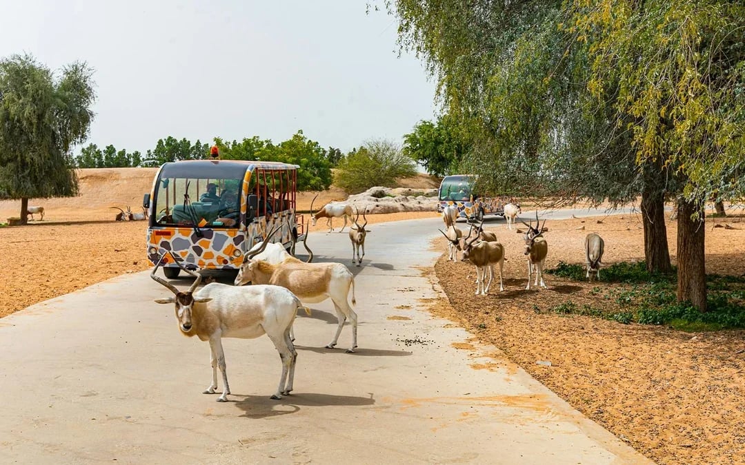 Dubai Safari Park Tickets  Image 4