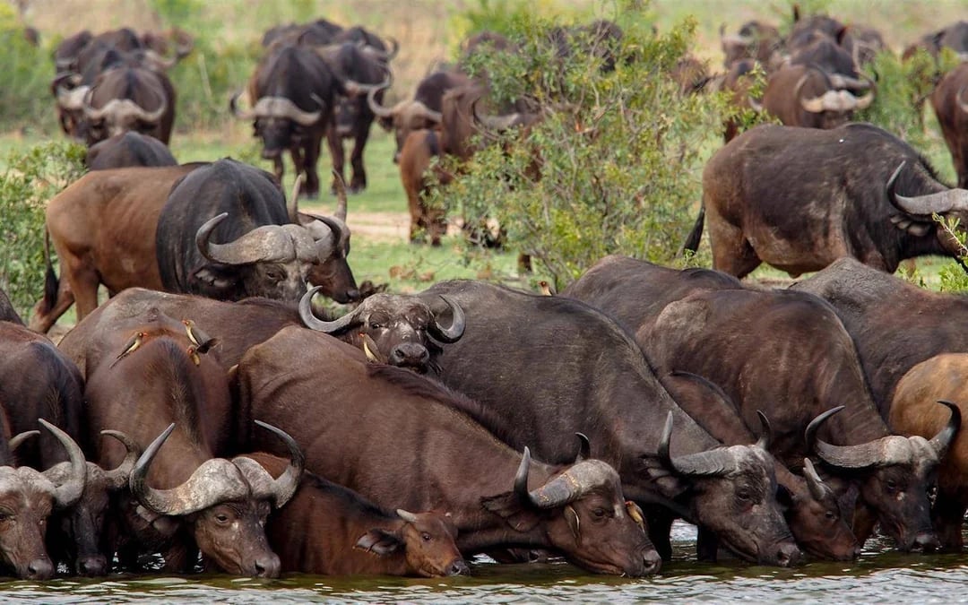 Durban Private Multi-Day Tour with Safari, Township, and Cultural Experiences Image 6