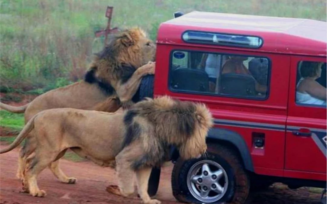 Durban Safari Day Tour: Natal Lion Park, Birds of Prey & Zulu Cultural Sites with Hotel Transfers Image 1