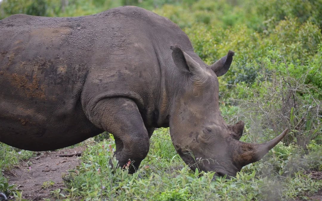 Durban Safari Day Tour: Natal Lion Park, Birds of Prey & Zulu Cultural Sites with Hotel Transfers Image 3