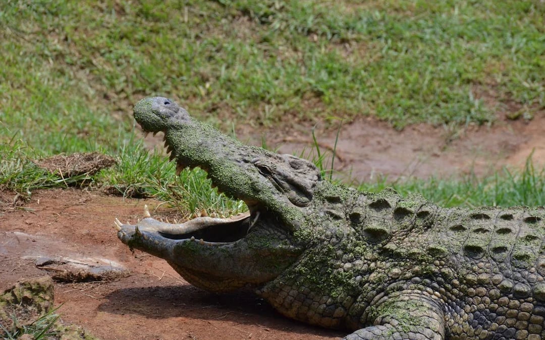 Durban Safari Day Tour: Natal Lion Park, Birds of Prey & Zulu Cultural Sites with Hotel Transfers Image 7