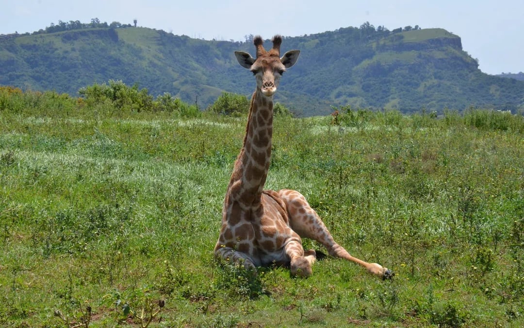 Durban Safari Day Tour: Natal Lion Park, Birds of Prey & Zulu Cultural Sites with Hotel Transfers Image 8