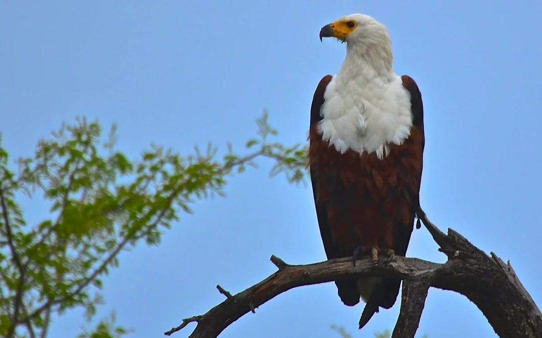 Durban Safari Day Tour: Natal Lion Park, Birds of Prey & Zulu Cultural Sites with Hotel Transfers Image 9