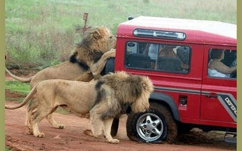 Durban Safari Day Tour: Natal Lion Park, Birds of Prey & Zulu Cultural Sites with Hotel Transfers Image 10