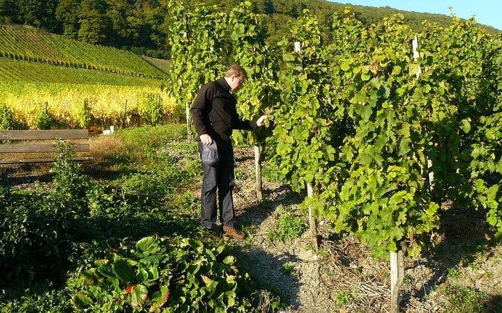 Durbanville Winelands Private Wine Estates Tour from Cape Town Image 2