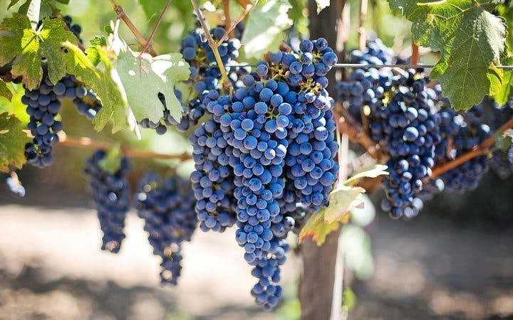 Durbanville Winelands Private Wine Estates Tour from Cape Town Image 9