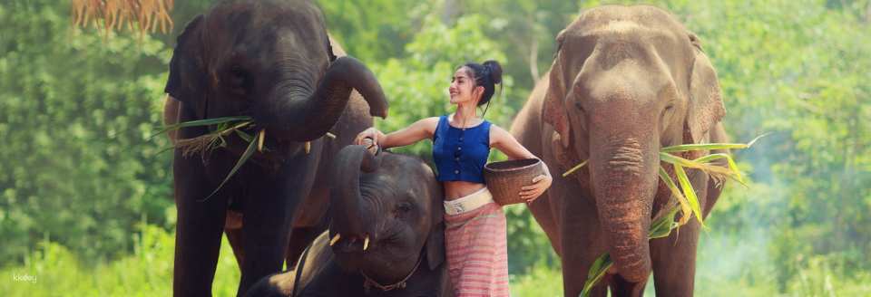 Elephant Nature Park Experience | Thailand