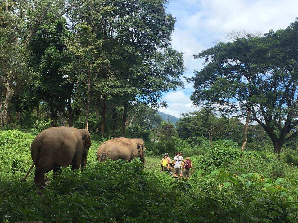 Elephant Nature Park Experience | Thailand