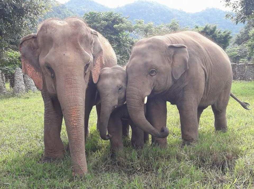 Elephant Nature Park Experience | Thailand
