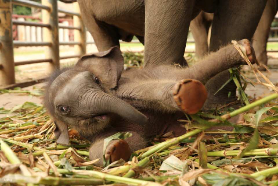 Elephant Nature Park Experience | Thailand