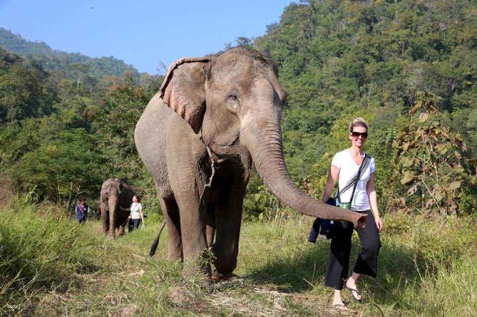 Elephant Nature Park Experience | Thailand