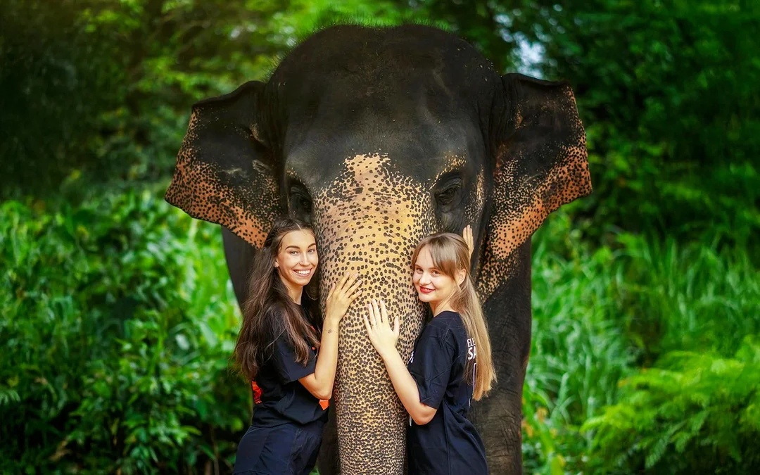 Elephant Sanctuary Tour with Transfers in Phuket Image 1