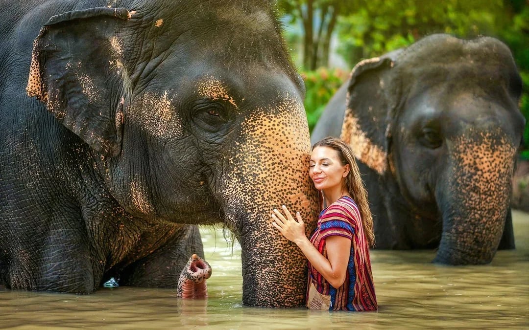 Elephant Sanctuary Tour with Transfers in Phuket Image 6