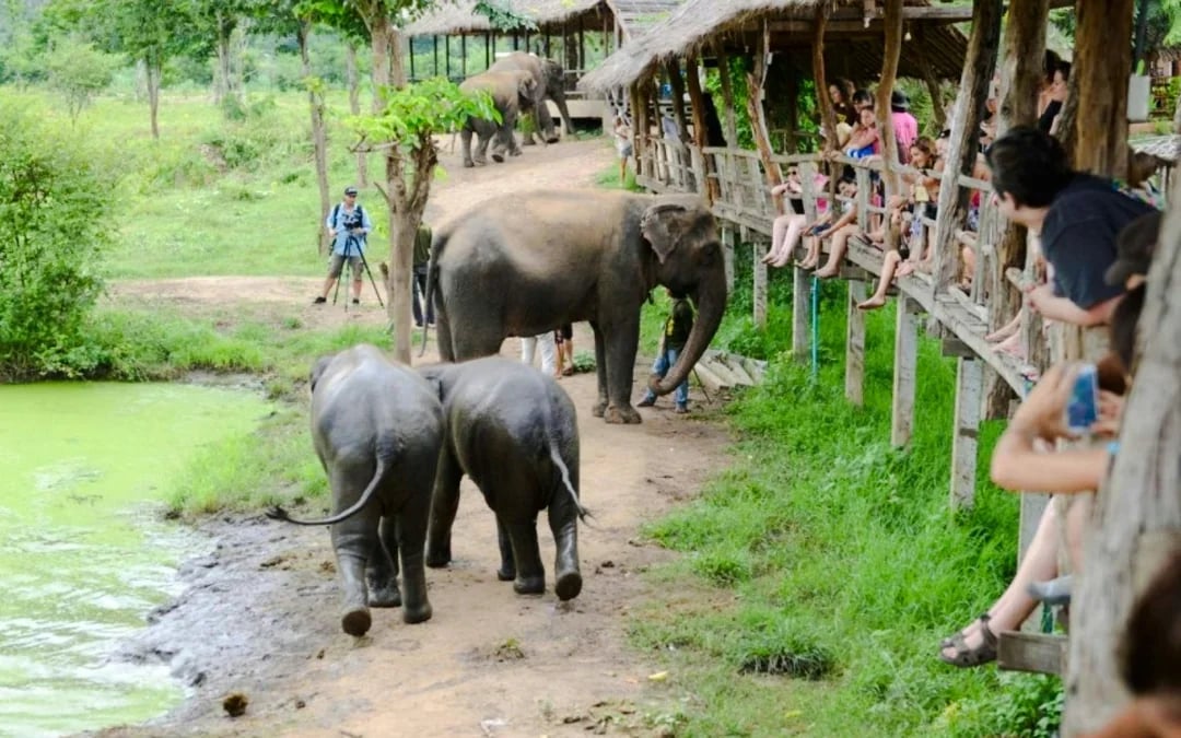Elephants World Elephant Care Experience in Kanchanaburi with River Kwai Longtail Boat Image 2