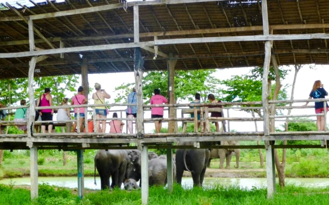 Elephants World Elephant Care Experience in Kanchanaburi with River Kwai Longtail Boat Image 3