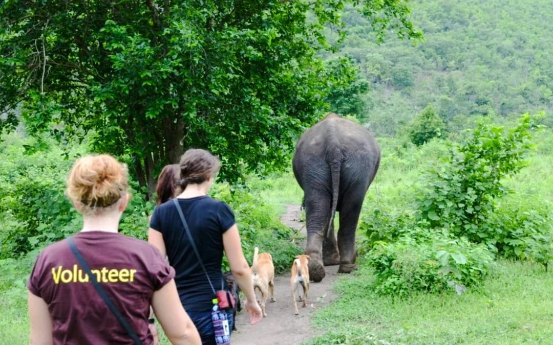 Elephants World Elephant Care Experience in Kanchanaburi with River Kwai Longtail Boat Image 4