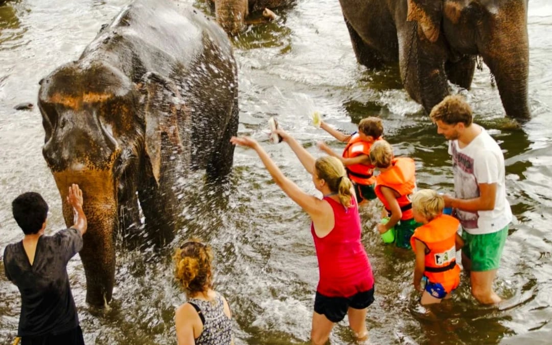 Elephants World Elephant Care Experience in Kanchanaburi with River Kwai Longtail Boat Image 5