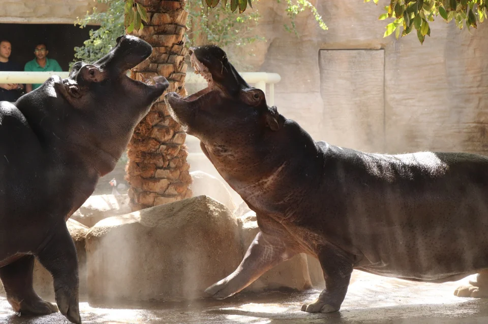 Emirates Park Zoo Ticket