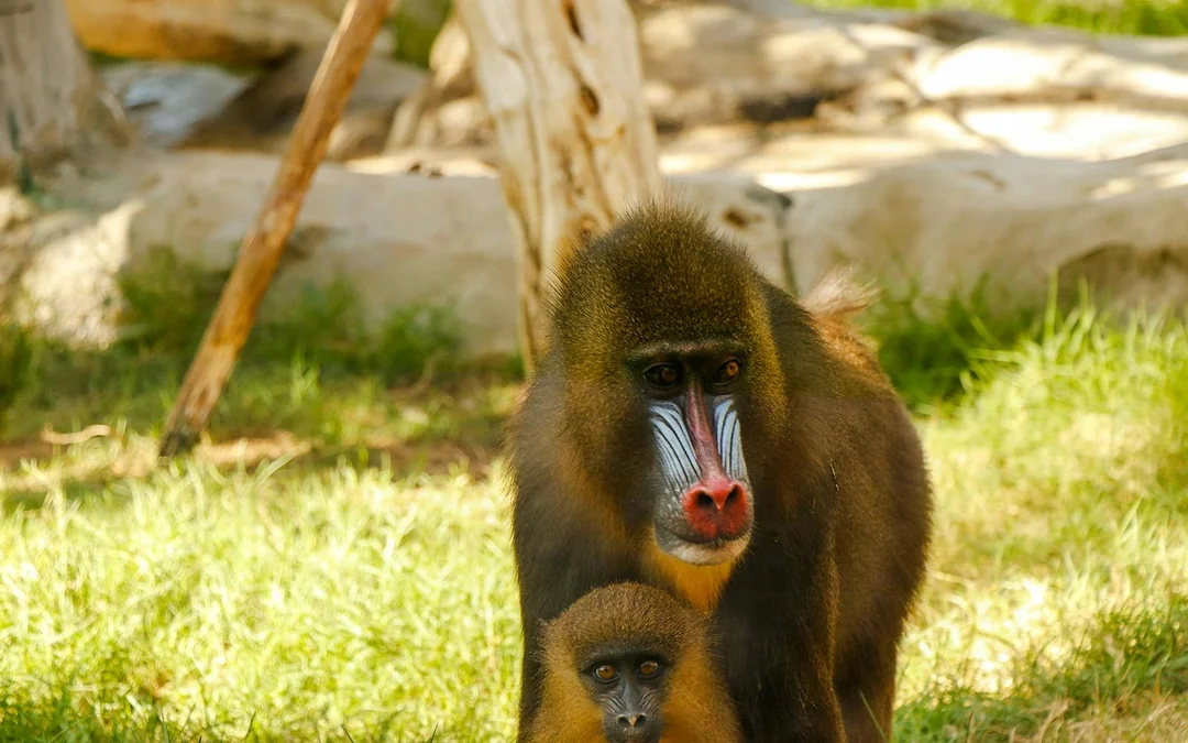 Emirates Park Zoo Tickets Image 2
