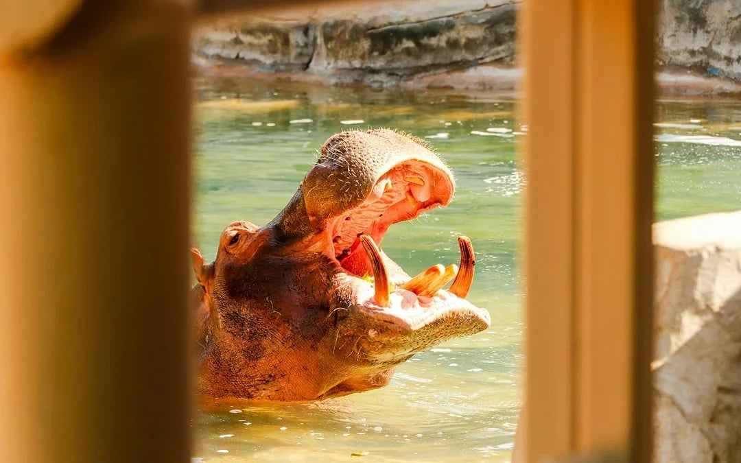 Emirates Park Zoo Tickets Image 9