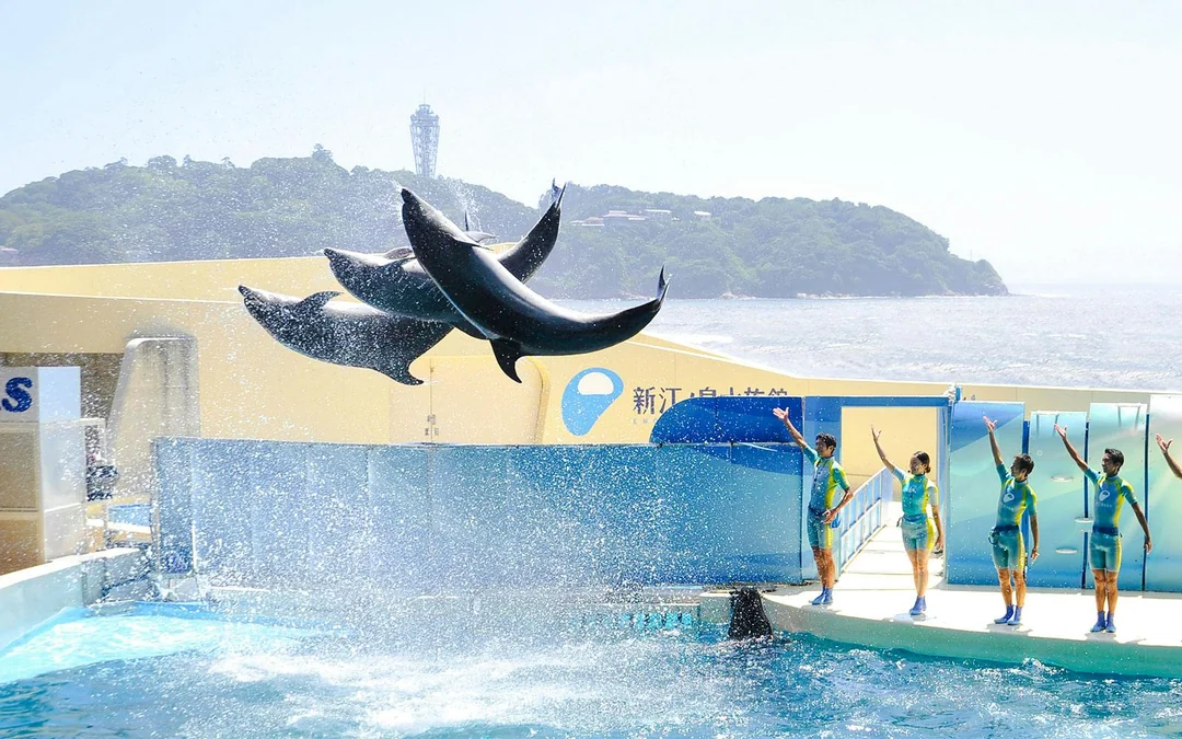 Enoshima Aquarium Tickets Image 4