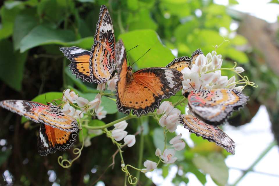 Entopia by Penang Butterfly Farm Ticket