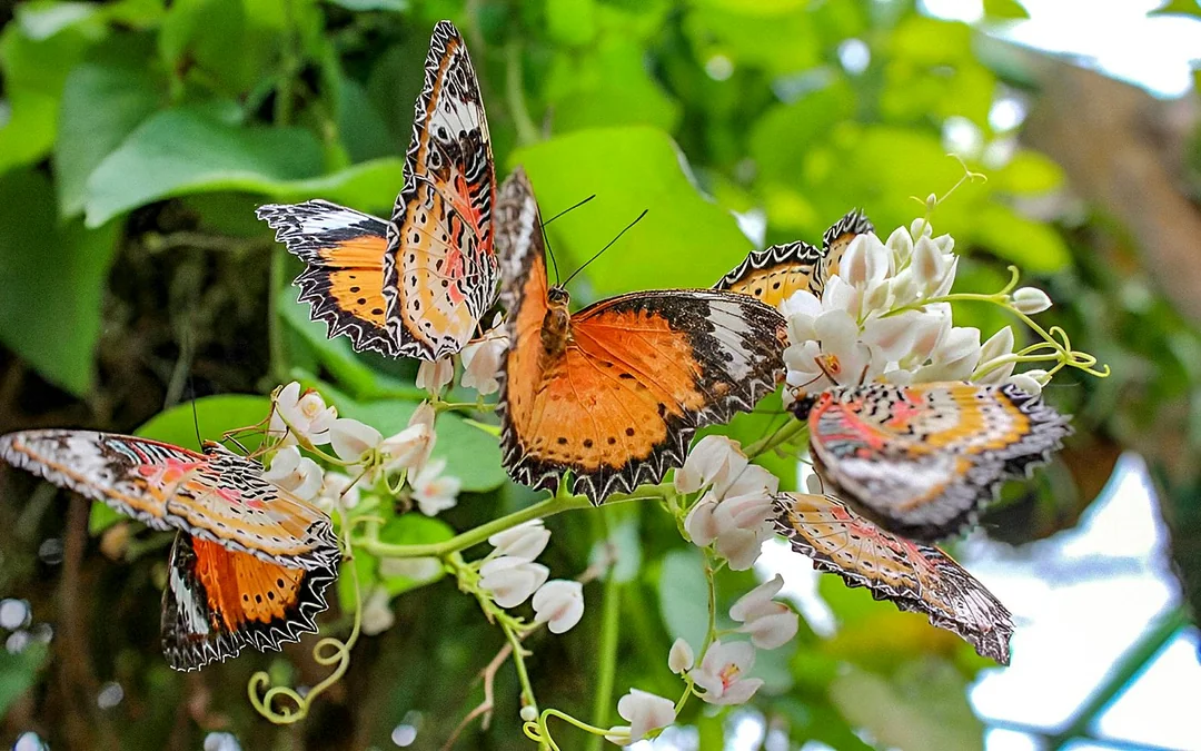 Entopia by Penang Butterfly Farm Tickets Image 3