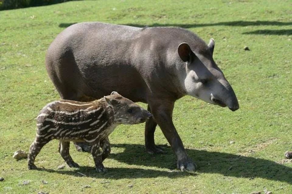 Entrance ticket for ZooParc de Beauval