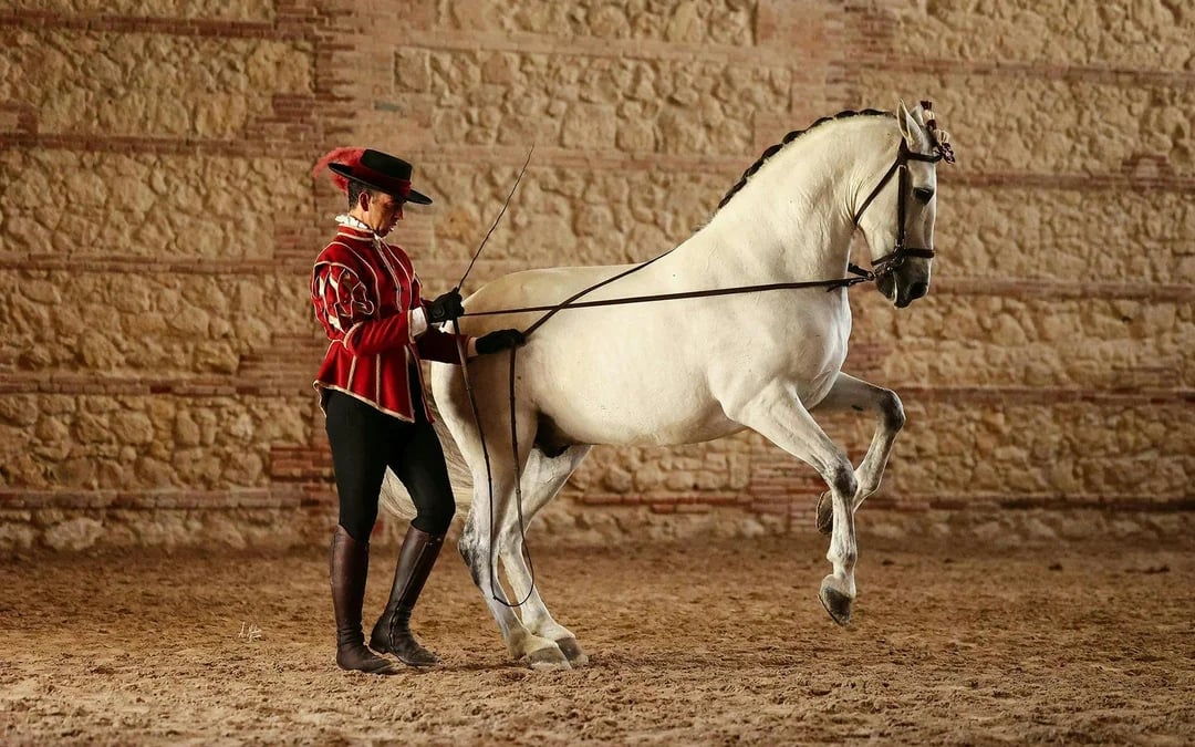 Equestrian Show Image 4