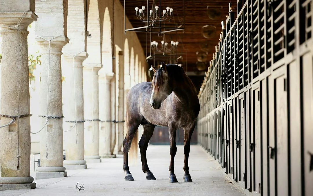Equestrian Show Image 5
