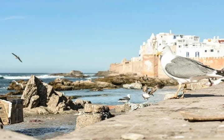 Essaouira Day Trip Coastal Charm Experience & Transfer -Marrakesh Image 6