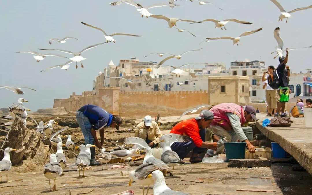 Essaouira Guided Walking Tour: Skala du Port, Medina Ramparts and Fish Market Image 6