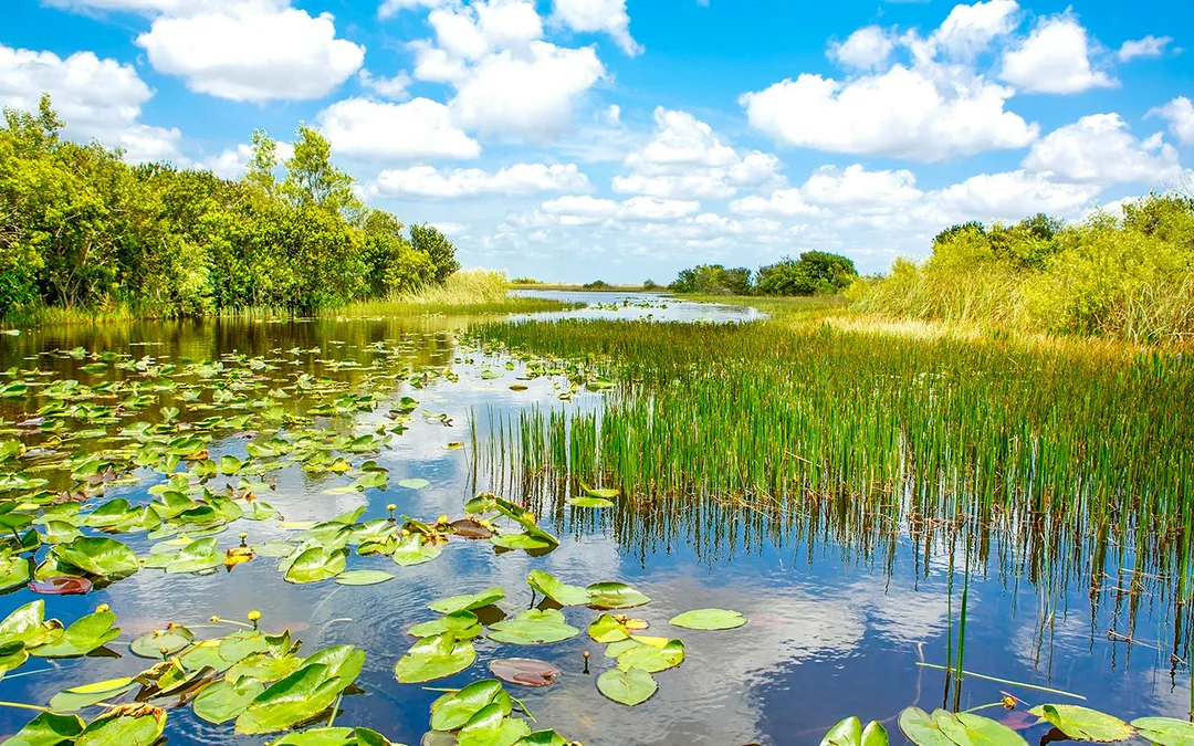 Everglades National Park: Airboat Tour with Reptile Exhibit Image 2