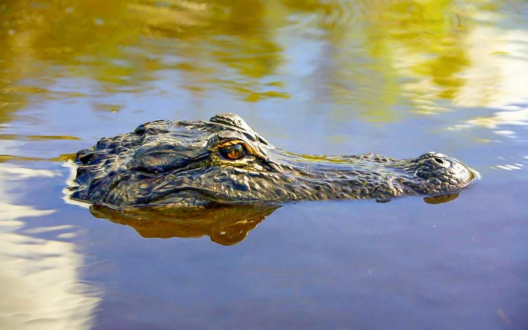 Everglades National Park: Airboat Tour with Reptile Exhibit Image 3