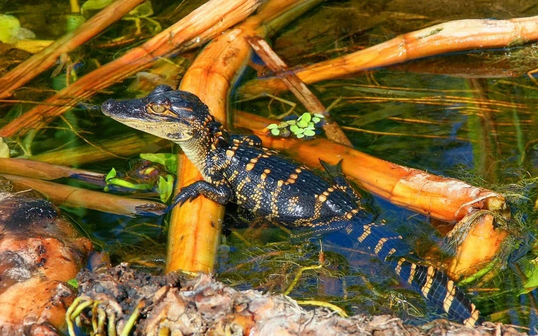 Everglades National Park: Airboat Tour with Reptile Exhibit Image 8