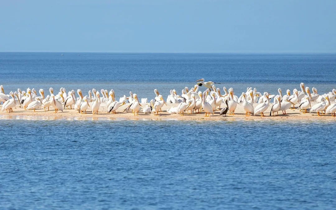 Everglades National Park: Full‑Day Tour with Airboat, Dry Walk & Transportation Image 2