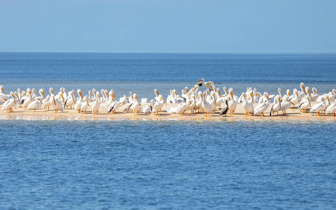 Everglades National Park: Full‑Day Tour with Airboat, Dry Walk & Transportation Image 2