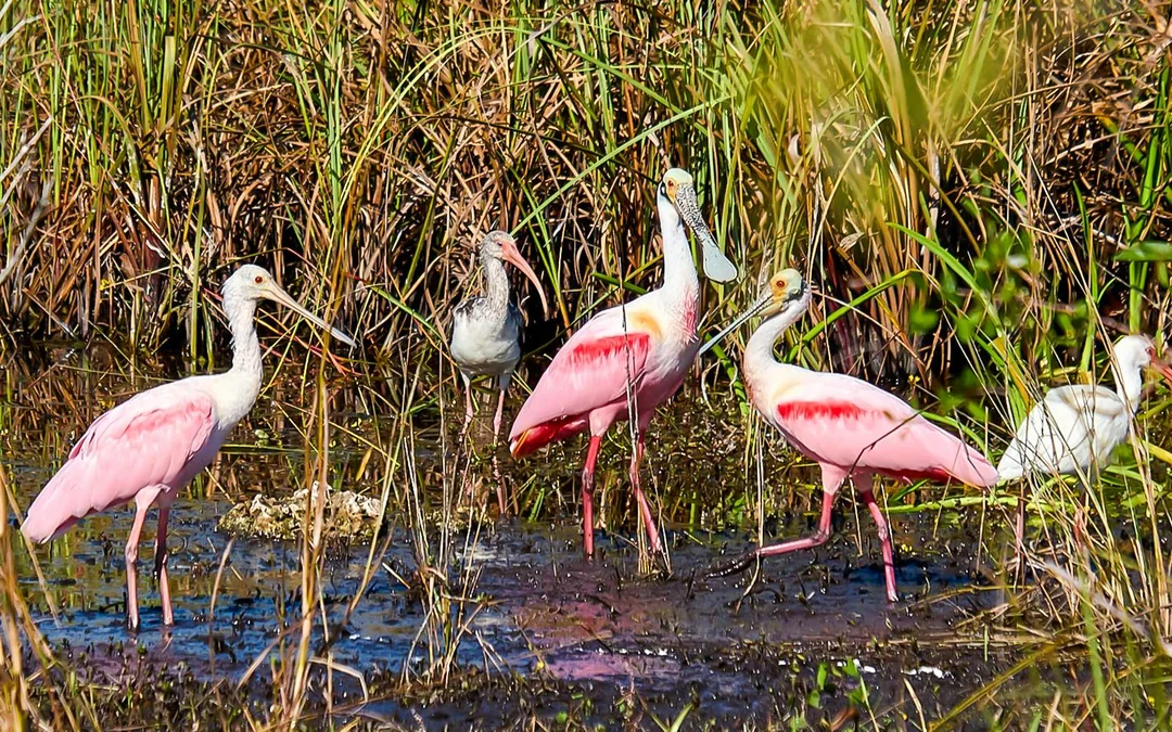 Everglades National Park: Full‑Day Tour with Airboat, Dry Walk & Transportation Image 3