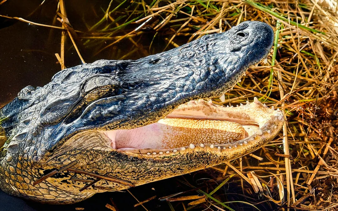 Everglades National Park: Full‑Day Tour with Airboat, Dry Walk & Transportation Image 5