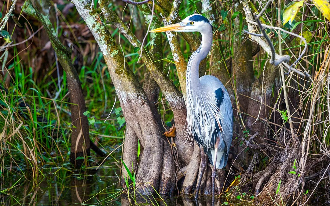 Everglades National Park: Full‑Day Tour with Airboat, Dry Walk & Transportation Image 6