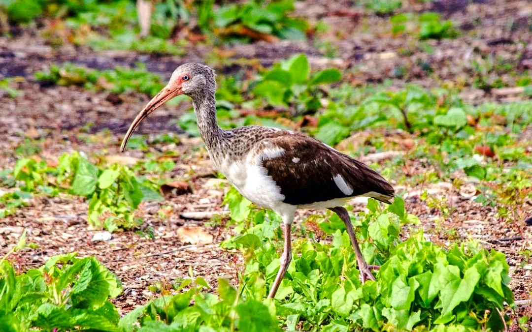 Everglades National Park: Half‑Day Tour with Airboat, Guided Nature Walk & Transportation Image 6