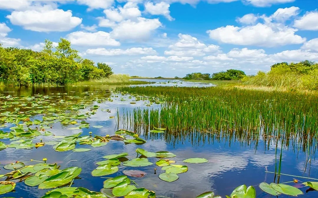 Everglades National Park: Safari Park Airboat Tour with Transportation from Miami Image 2