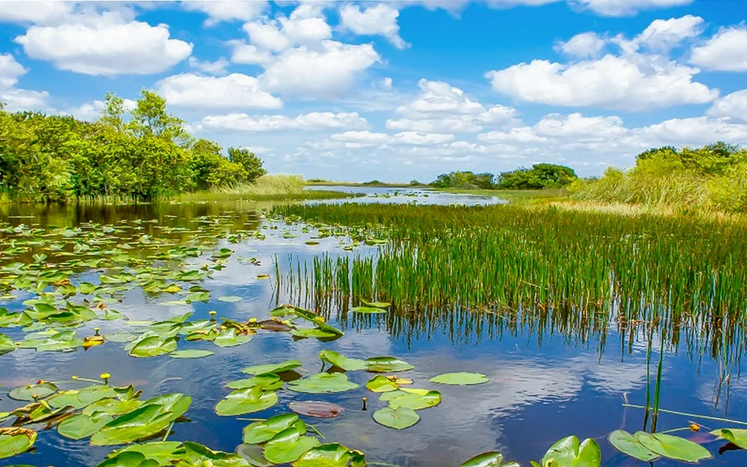 Everglades National Park: Safari Park Airboat Tour with Transportation from Miami Image 2