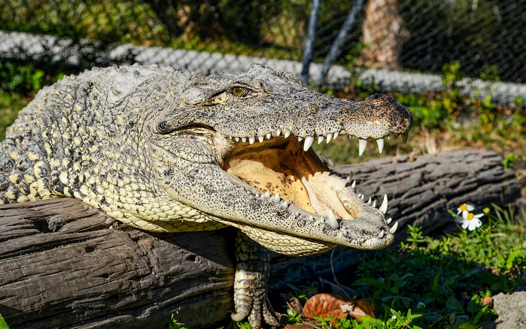 Everglades National Park: Safari Park Airboat Tour with Transportation from Miami Image 4