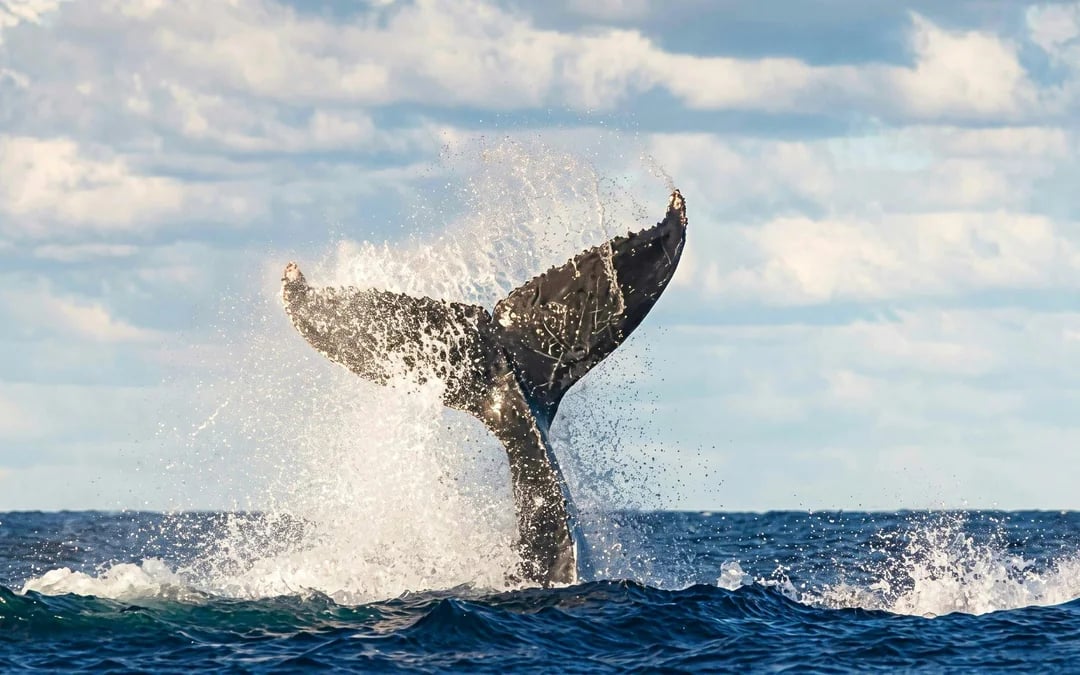 [Exclusive Promo] Whale Watching Cruise with Taronga Zoo Entry Image 2