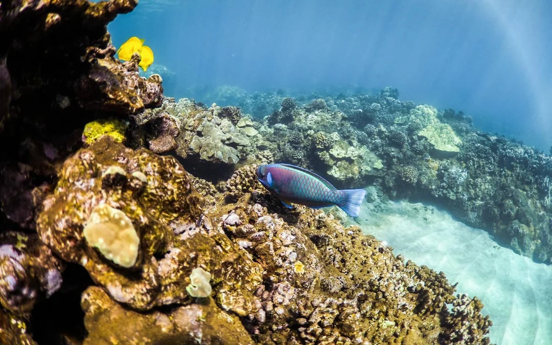 Express West Maui Snorkel Sail Image 4
